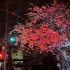 赤青桜