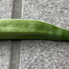 庭で夏野菜 55　【オクラが１つ】