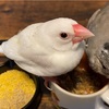 我が家の文鳥さんの食事