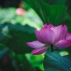 Lotus flower