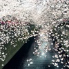 お花見とちふれのさくら色が可愛いリキッドルージュ124