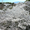 青蓮院大日堂の桜