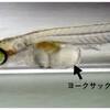 【生き物】今日のエンゼルフィッシュ。試しに生エサを与えてみる。（2026/05/26）