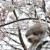 石川島公園の桜