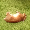 ねむいうさぎ