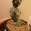 Tephrocactus geometricus 成長記(2018.11.29)