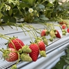 完熟いちご🍓狩り情報１月２２日(日)本日は開園日です‼️😊🍀✨受付はネット予約のお客様のみとなります🙏🙇🏻✨