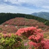 ３年ぶりの🌸葛城山