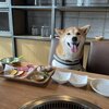 小町ちゃんがいっぱい27　こまちゅーぶ Koma Tube