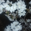 節約のために公園の桜を食べる弱者男性の話