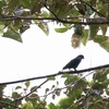 Red-billed Parrot ヨゴレインコ