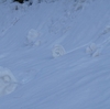 海苔巻き？ロールケーキ？それとも米俵？？雪と風のいたずら「雪まくり」