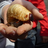 カブトの幼虫がいっぱい！！