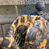 亀が大量、クサガメが多かったものの、改めてミドリガメの大きさがヤバい。