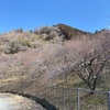 自然と歴史が交差する梅林の旅　もうすぐ梅まつり