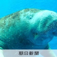 マナティーのいる動物園水族館は？飼育展示動物園水族館とマナティー
