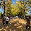 昭和記念公園に銀杏の黄葉を見に行った 2021