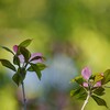 Pink Dogwood