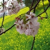 【桜便り】幸手・権現堂堤の桜と菜の花