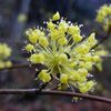 サンシュユの花