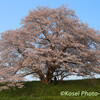 幾坂池の桜