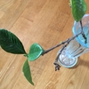水挿しのクチナシ🍃
