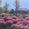 【ゆるっと日記】フライパンで作ったシュウマイ／展示の準備／つつじまつり