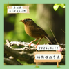 福岡堰遊歩道（つくばみらい市）｜ガビチョウ、カイツブリなど【4月】