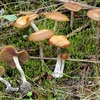 Psilocybe cyanescensの毒成分・中毒症状など