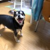 まろにー1439日目