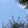 １１月３日の空