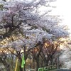 室蘭市  桜が満開です。