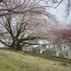 赤羽、八重桜