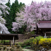 昌福寺、桜