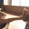 先住猫と新入り猫の威嚇やケンカ。相性が合わないときは？猫の里親