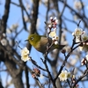 習志野　梅林園　その三十一