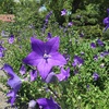 旧芝離宮恩賜庭園 in 夏至