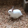 ウサギ、兎、うっさぎ。