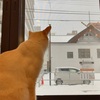 札幌の保護猫カフェまたたびRescued cat cafe Mataxtabi in Sapporo