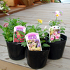 ビオラ購入＆植え付け