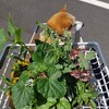 久しぶりに大垣祭りに行ってみたよ。