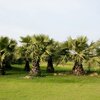 Few Things One Should Aware of Sabal Palms