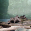 コツメカワウソ Aonyx cinerea