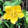 (295) Hypericum patulum cv. Hidcote