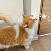 西條奈加さんの『猫の傀儡』を愛猫家がレビュー。