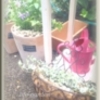寄せ植え＆これから...