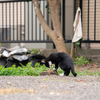 地元温泉街のねこさん