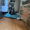 猫ちゃんとおもちゃで遊ぶ