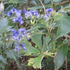 ある日・・札幌市内である円山山頂にて猛毒のトリカブトを発見しました。キレイな花ですが無暗に触らないよう、お気を付けください。