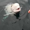 "ロシアのスパイ" として注目のベルーガ（シロイルカ）　野生では暮らせない可能性があり救出プランも検討中